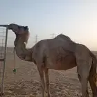 رحول