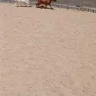 ماعز قزم للبيع