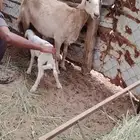 ضان للبيع
