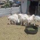 بهم للبيع