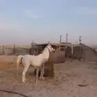 فرس للبيع