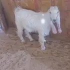 تيوس عوارض للبيع