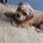 كلب مالتيز عمر سنه ونص