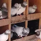 للبيع حمام هندي مطير