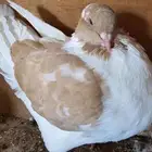 مودينا جامبو ذكرين