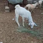 تيوس للبيع
