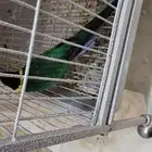 حي الرويضه