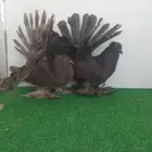 طبة رقاص امريكي