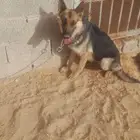 جيرمن شبيرد