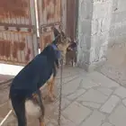 جيرمن شبيرد