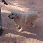كلب قولدن للتبني