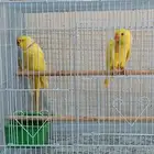 اجواز دره هولندي جوز نيبالي كويكر سنيقالي