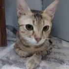 قطة للتبني مع صغارها ال 4