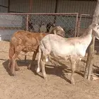 خرفان سواكن ولاد الديره