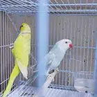 جوز دره هولندي الذكر لاتينو والانثى اوبلاين