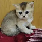 قطط سكوتش فولد وستريت
