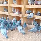 حمام زاجل