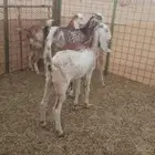 جفار وشح صنف مضاريع لا تفوتك