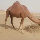 ناقة حمراء شي فاخر من الاخر
