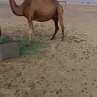 القحه حمرا طيبه