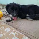 استغاثة  كلب أعمى بحاجة لمأوى آمن