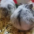 هامسترات للبيع
