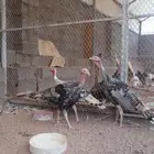 ديك رومي