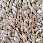 بذور شعير 2025