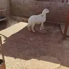 خروف للبيع