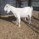 شاه بيشية صنف الصنف معها حفره