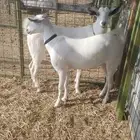 جفار بيشيات صنف الصنف نوادر
