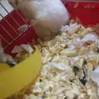 هامسترات اليفه والوان جميله