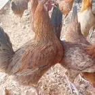 دجاج للبيع