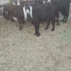معزا عوارض العدد 6 الزين يا اهل الزين