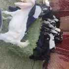 تيوس