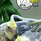 فراخ كوكاتيل