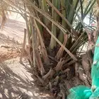 نخيل  البيع الخرمه رنيه الطايف الحويه الوصليه السيل