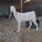 عنز ثنية دافع شرط