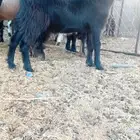 العلا العذيب