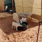 شباه حري عدد2