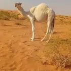 للبيع حاشي العمر 6شهور علي الحليب لباني
