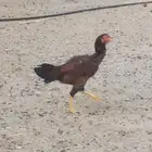 دجاج باكستاني و سندي