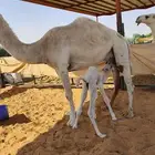 خلفة وضحاء مصغر