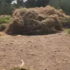 أعلاف من المزرعة