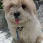 للبيع كلب ملتيز