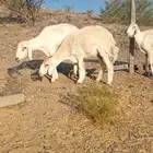 غنم حريه العدد 4 تم البيع