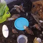 5حلزونات للبيع منتجة مع أغراضها كاملة