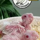 فراخ كوكاتيل