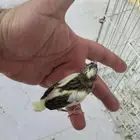 فروخ كناري غر