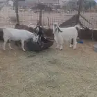 معزا دفيع على وشك تولد